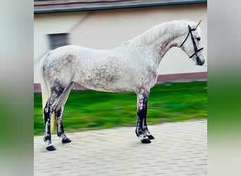Inne kuce/małe konie, Klacz, 10 lat, 145 cm, Siwa