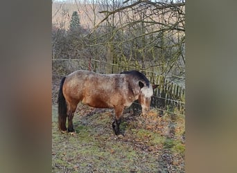 Inne kuce/małe konie, Klacz, 11 lat, 130 cm, Gniada