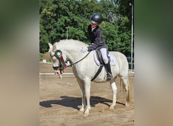 Inne kuce/małe konie, Klacz, 11 lat, 136 cm, Siwa