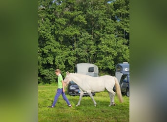 Inne kuce/małe konie, Klacz, 11 lat, 136 cm, Siwa