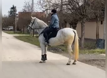 Inne kuce/małe konie, Klacz, 11 lat, 155 cm, Siwa