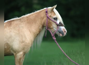 Inne kuce/małe konie, Klacz, 11 lat, 99 cm, Izabelowata
