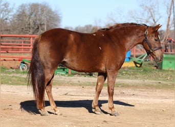 Inne kuce/małe konie, Klacz, 12 lat, 132 cm, Ciemnokasztanowata