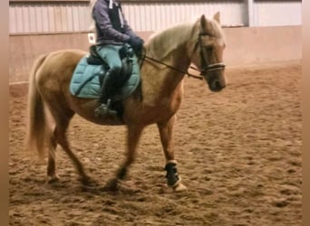 Inne kuce/małe konie, Klacz, 12 lat, 133 cm, Izabelowata