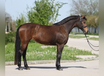 Inne kuce/małe konie, Klacz, 12 lat, 147 cm, Gniada