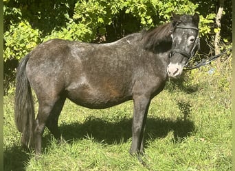 Inne kuce/małe konie, Klacz, 13 lat, 120 cm, Karosiwa