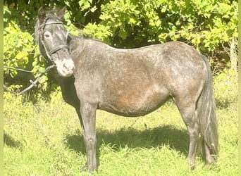 Inne kuce/małe konie, Klacz, 13 lat, 120 cm, Karosiwa