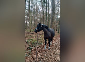 Inne kuce/małe konie, Klacz, 13 lat, 128 cm, Ciemnogniada