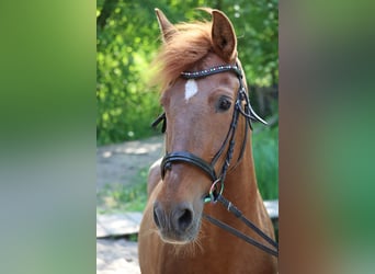 Inne kuce/małe konie, Klacz, 13 lat, 148 cm, Kasztanowata