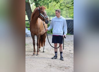 Inne kuce/małe konie, Klacz, 13 lat, 148 cm, Kasztanowata