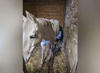 Inne kuce/małe konie, Klacz, 13 lat, 148 cm, Stalowosiwy