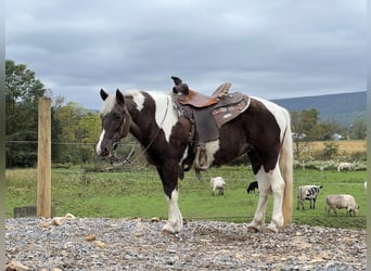 Inne kuce/małe konie, Klacz, 14 lat, 124 cm, Srokata