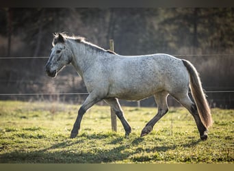 Inne kuce/małe konie, Klacz, 14 lat, 135 cm, Siwa