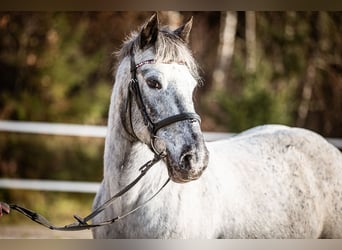 Inne kuce/małe konie, Klacz, 14 lat, 135 cm, Siwa