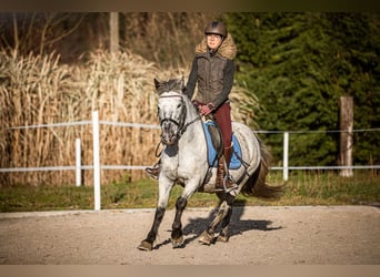 Inne kuce/małe konie, Klacz, 14 lat, 135 cm, Siwa