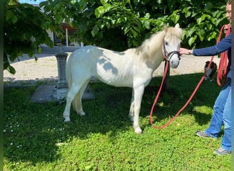 Inne kuce/małe konie, Klacz, 15 lat, 130 cm, Siwa