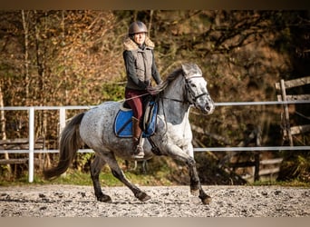 Inne kuce/małe konie, Klacz, 15 lat, 135 cm, Siwa