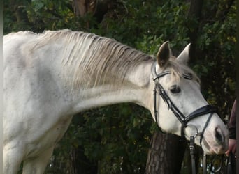 Inne kuce/małe konie Mix, Klacz, 16 lat, 158 cm, Siwa