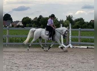 Inne kuce/małe konie Mix, Klacz, 1 Rok, 142 cm, Może być siwy