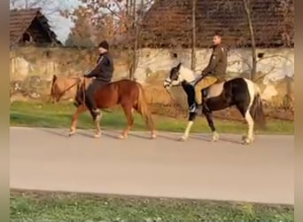 Inne kuce/małe konie, Klacz, 3 lat, 130 cm, Kasztanowata