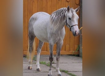 Inne kuce/małe konie, Klacz, 3 lat, 134 cm, Siwa jabłkowita