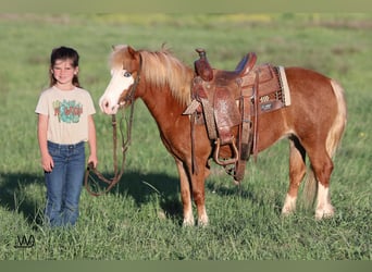 Inne kuce/małe konie, Klacz, 3 lat, 97 cm, Cisawa