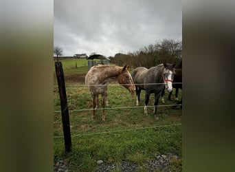 Inne kuce/małe konie, Klacz, 3 lat, Siwa