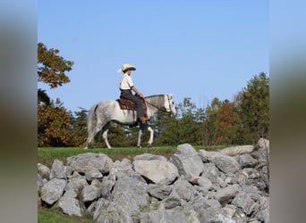 Inne kuce/małe konie, Klacz, 4 lat, 124 cm, Siwa