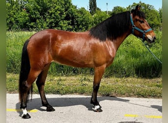 Inne kuce/małe konie, Klacz, 4 lat, 141 cm, Gniada