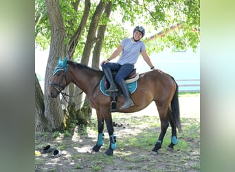 Inne kuce/małe konie Mix, Klacz, 4 lat, 145 cm, Gniada