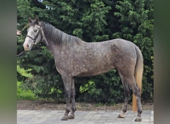 Inne kuce/małe konie, Klacz, 4 lat, 149 cm, Siwa
