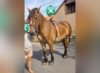 Inne kuce/małe konie, Klacz, 4 lat, 150 cm