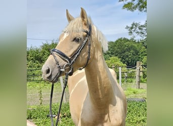 Inne kuce/małe konie, Klacz, 4 lat, 155 cm, Izabelowata