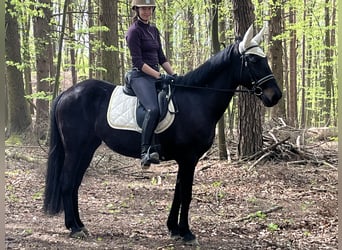 Inne kuce/małe konie, Klacz, 4 lat, 155 cm, Kara
