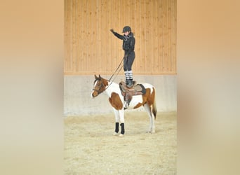 Inne kuce/małe konie, Klacz, 4 lat, 155 cm, Srokata