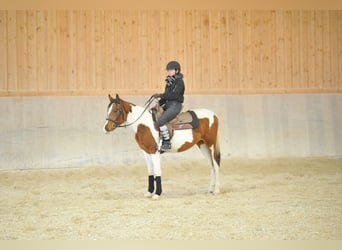 Inne kuce/małe konie, Klacz, 4 lat, 155 cm, Srokata