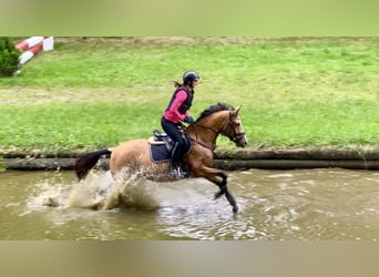 Inne kuce/małe konie Mix, Klacz, 4 lat, 156 cm, Jelenia