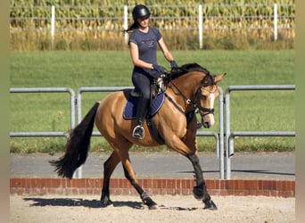 Inne kuce/małe konie Mix, Klacz, 4 lat, 156 cm, Jelenia