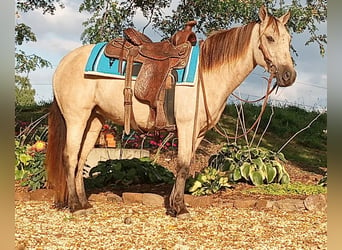 Inne kuce/małe konie, Klacz, 5 lat, 127 cm, Jelenia