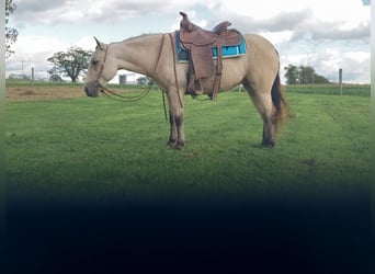 Inne kuce/małe konie, Klacz, 5 lat, 127 cm, Jelenia