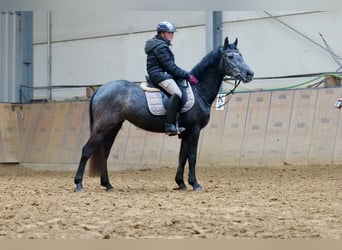 Inne kuce/małe konie, Klacz, 5 lat, 140 cm, Stalowosiwy