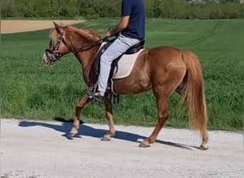 Inne kuce/małe konie, Klacz, 5 lat, 142 cm, Kasztanowata