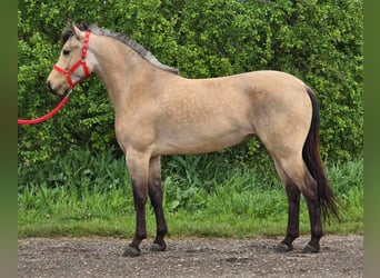 Inne kuce/małe konie, Klacz, 5 lat, 142 cm