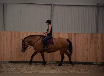 Inne kuce/małe konie Mix, Klacz, 5 lat, 145 cm, Bułana