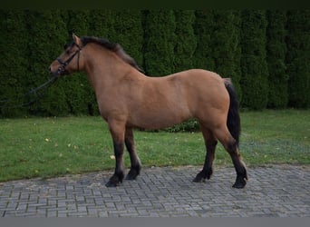 Inne kuce/małe konie Mix, Klacz, 5 lat, 145 cm, Bułana