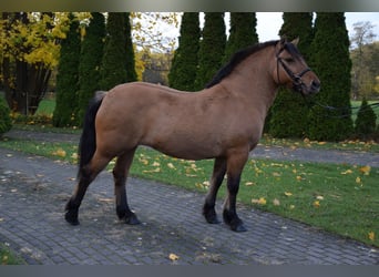 Inne kuce/małe konie Mix, Klacz, 5 lat, 145 cm, Bułana