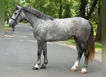 Inne kuce/małe konie, Klacz, 5 lat, 145 cm, Siwa jabłkowita