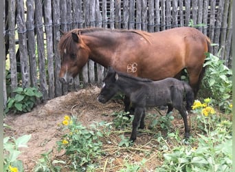 Inne kuce/małe konie, Klacz, 5 lat, 94 cm, Ciemnokasztanowata