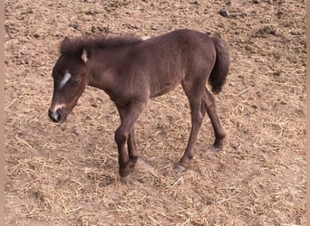 Inne kuce/małe konie, Klacz, 5 lat, 94 cm, Ciemnokasztanowata