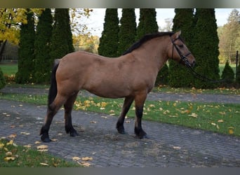 Inne kuce/małe konie Mix, Klacz, 6 lat, 145 cm, Bułana
